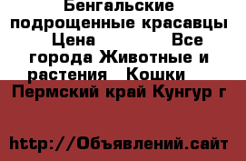 Бенгальские подрощенные красавцы. › Цена ­ 20 000 - Все города Животные и растения » Кошки   . Пермский край,Кунгур г.